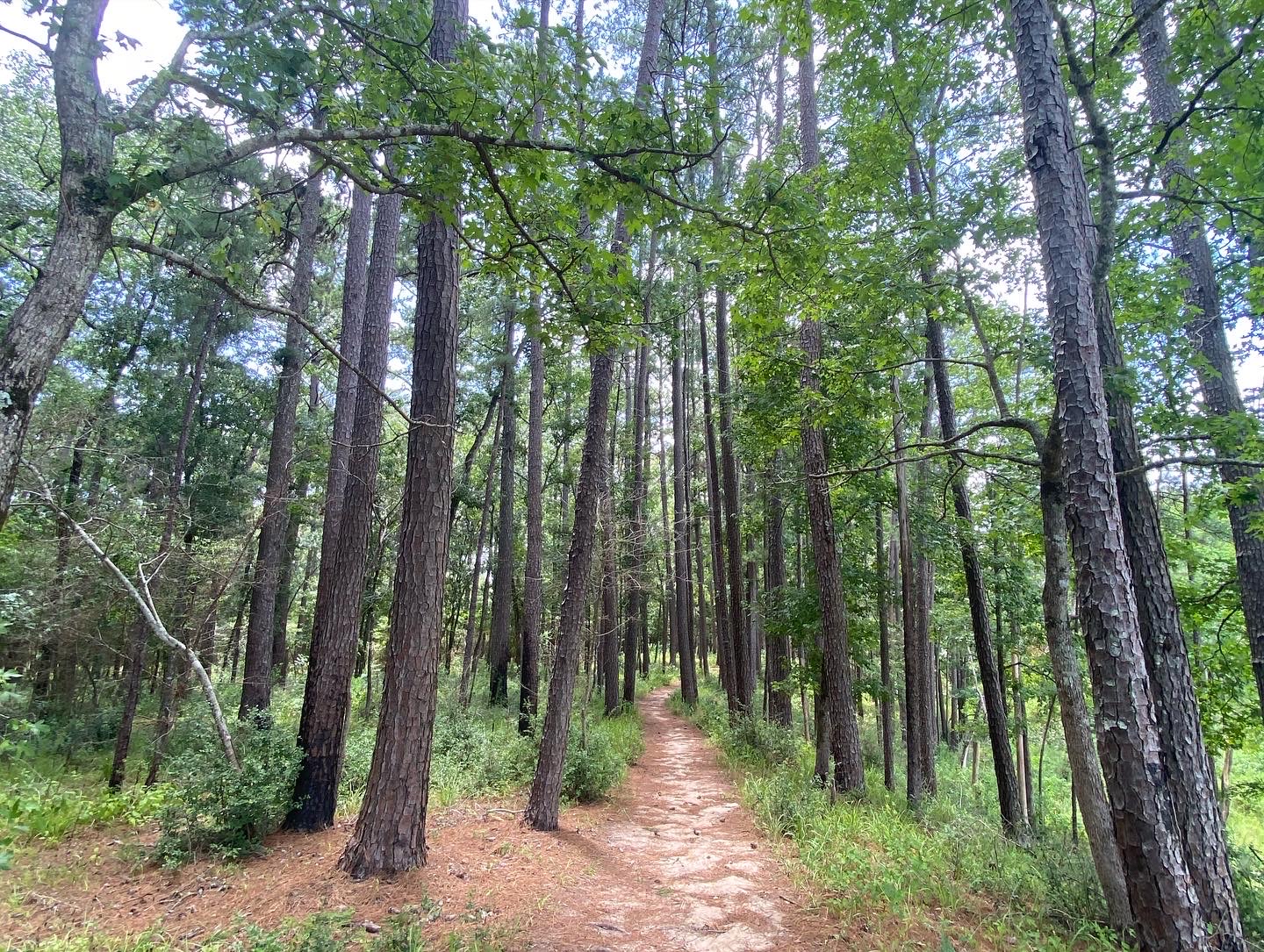 Chinquapin Loop Trail
