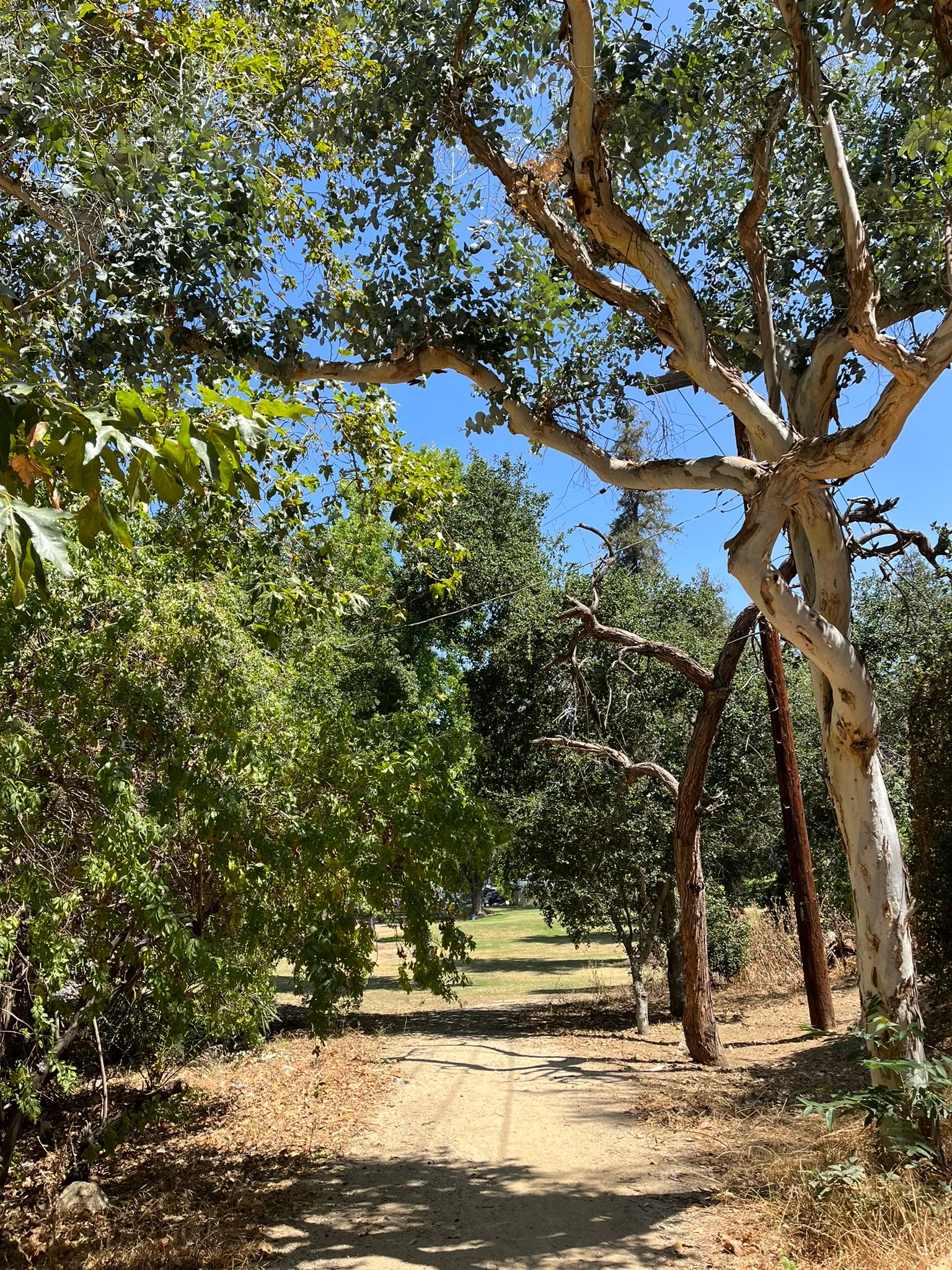 Arroyo Terrace Trail