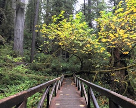 Clintonia Trail Loop