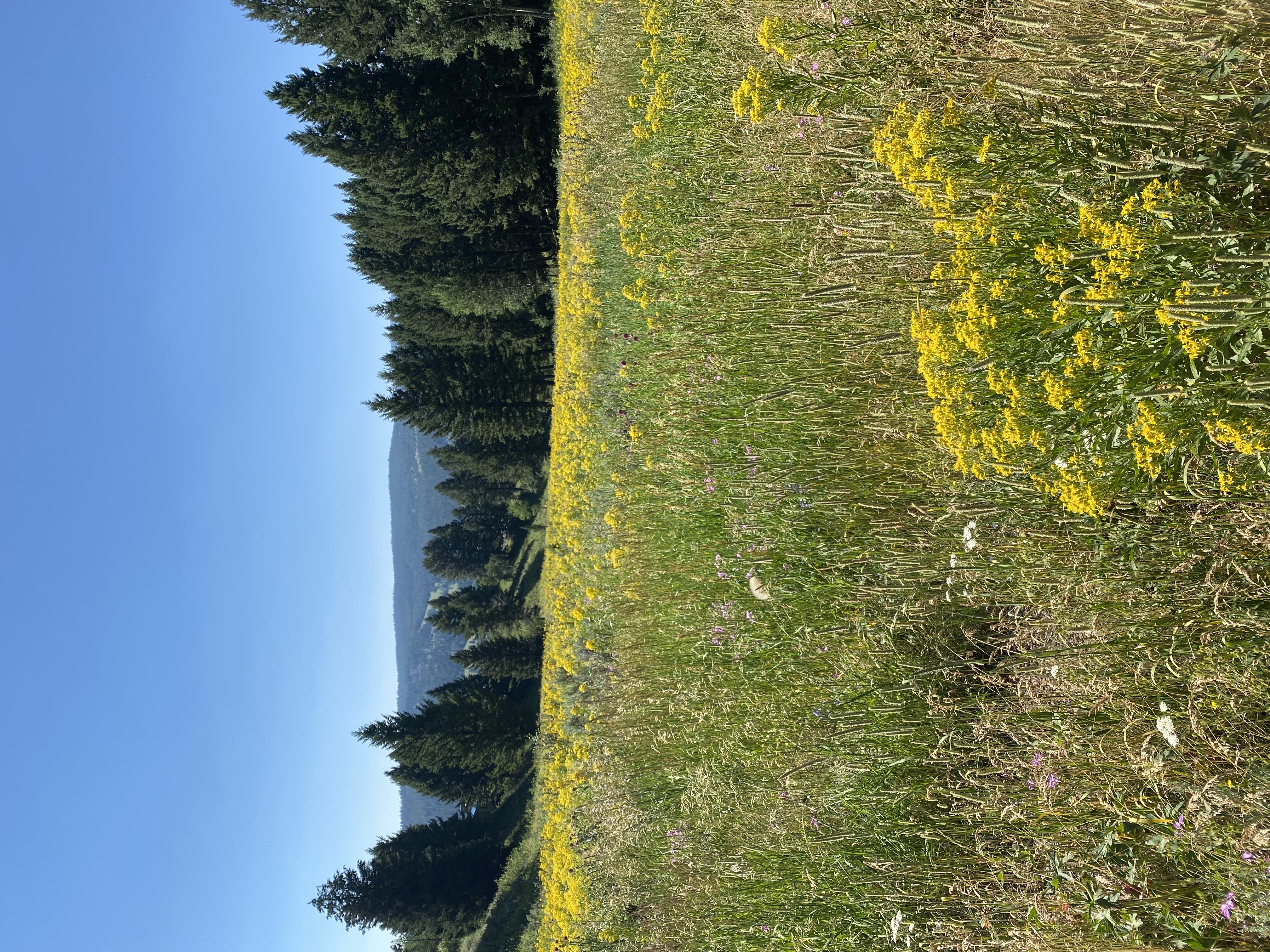 Explore The Reflector Loop Hike, Big Sky, MT
