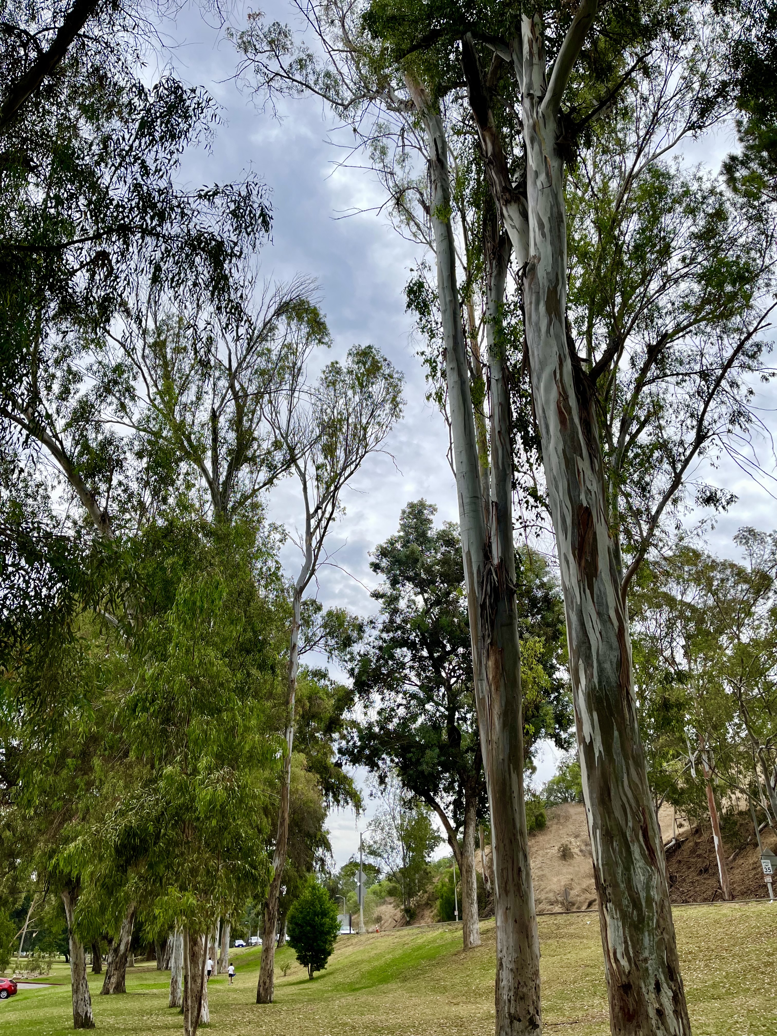 Elysian Park