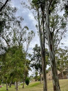 Elysian Park