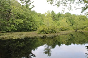 Hike Pachaug State Forest Trails