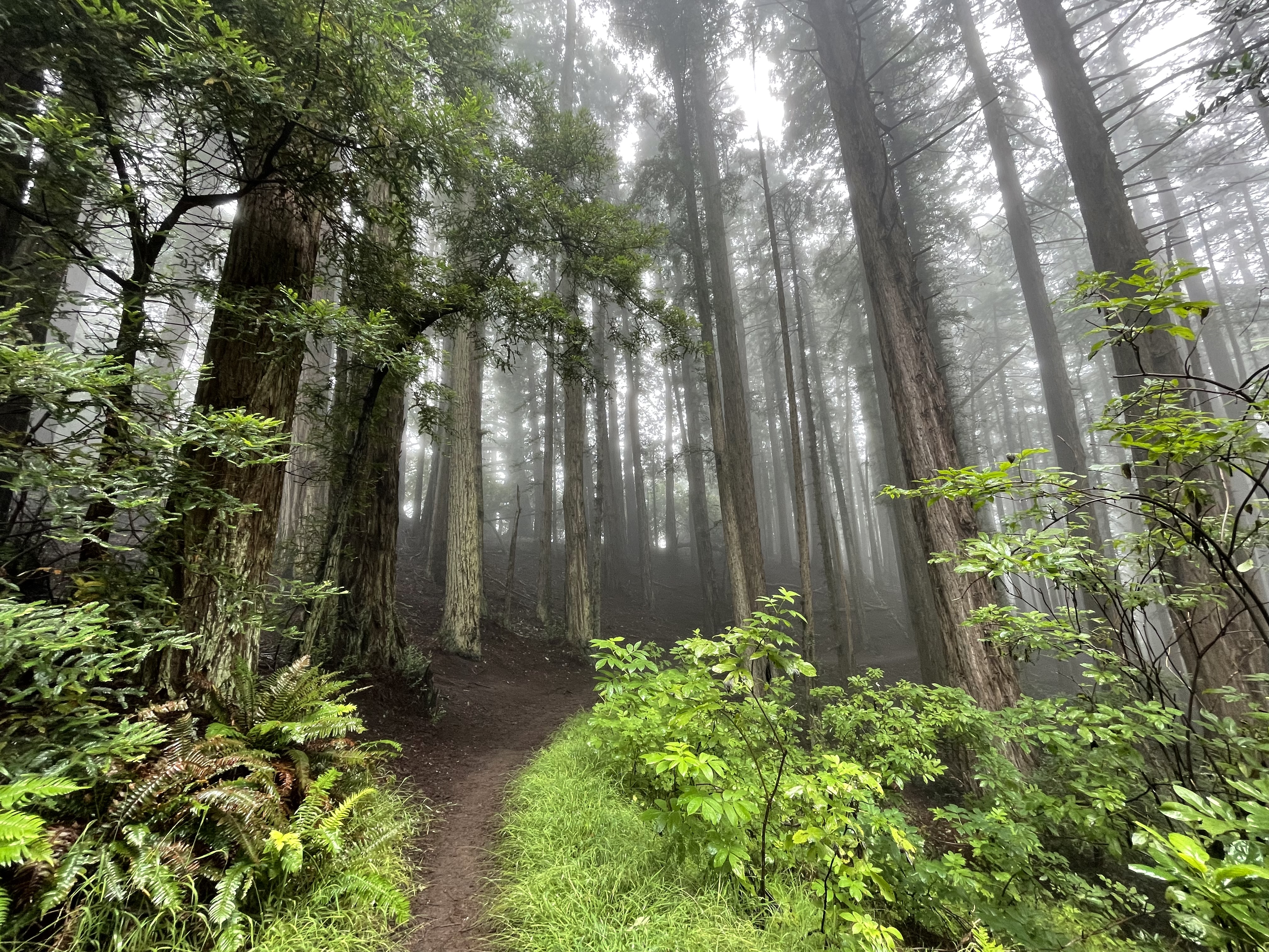Dipsea Trail to Steep Ravine Trail Loop from Stinson