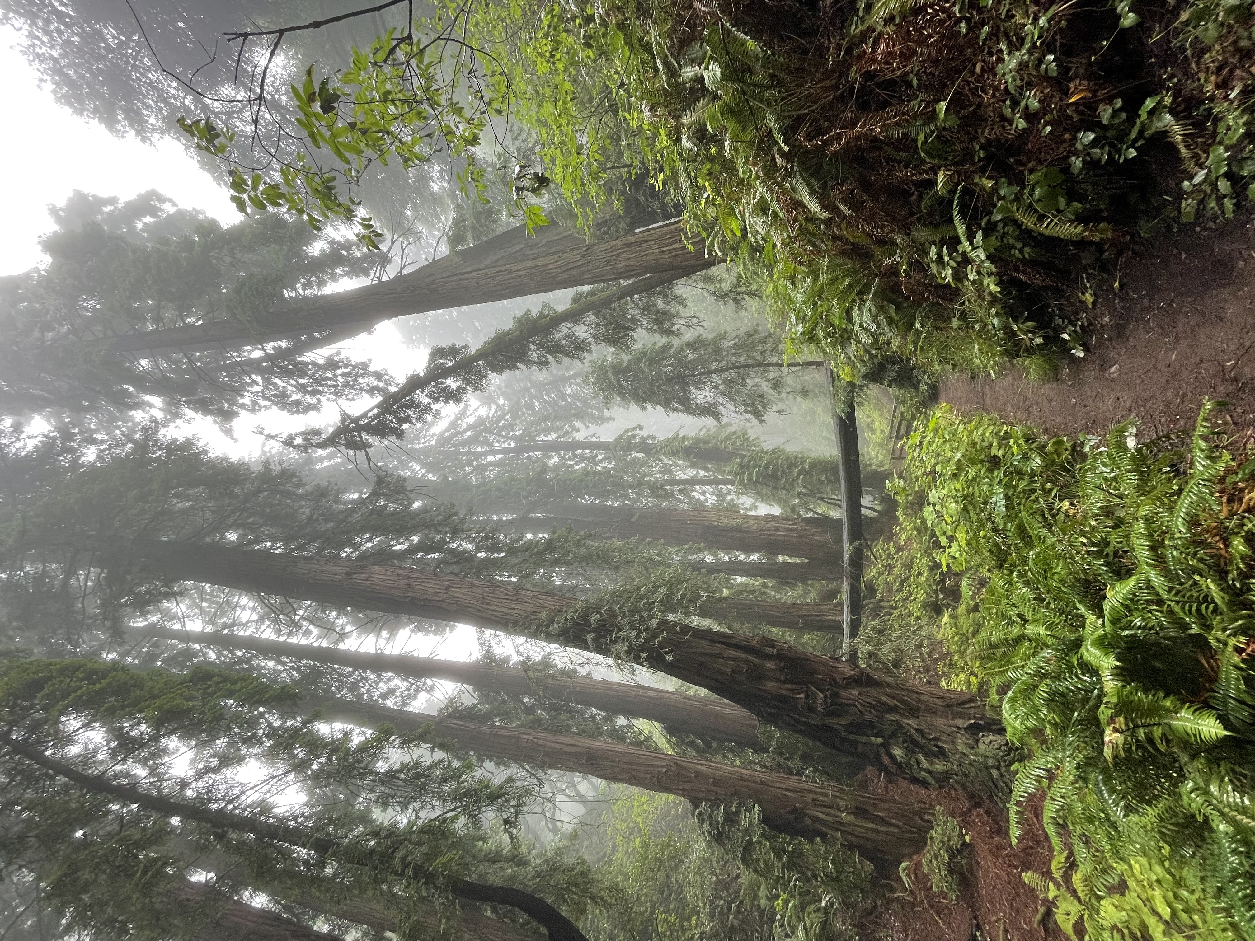 Dipsea Trail to Steep Ravine Trail Loop from Stinson