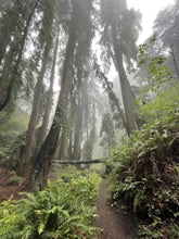 Dipsea Trail to Steep Ravine Trail Loop from Stinson