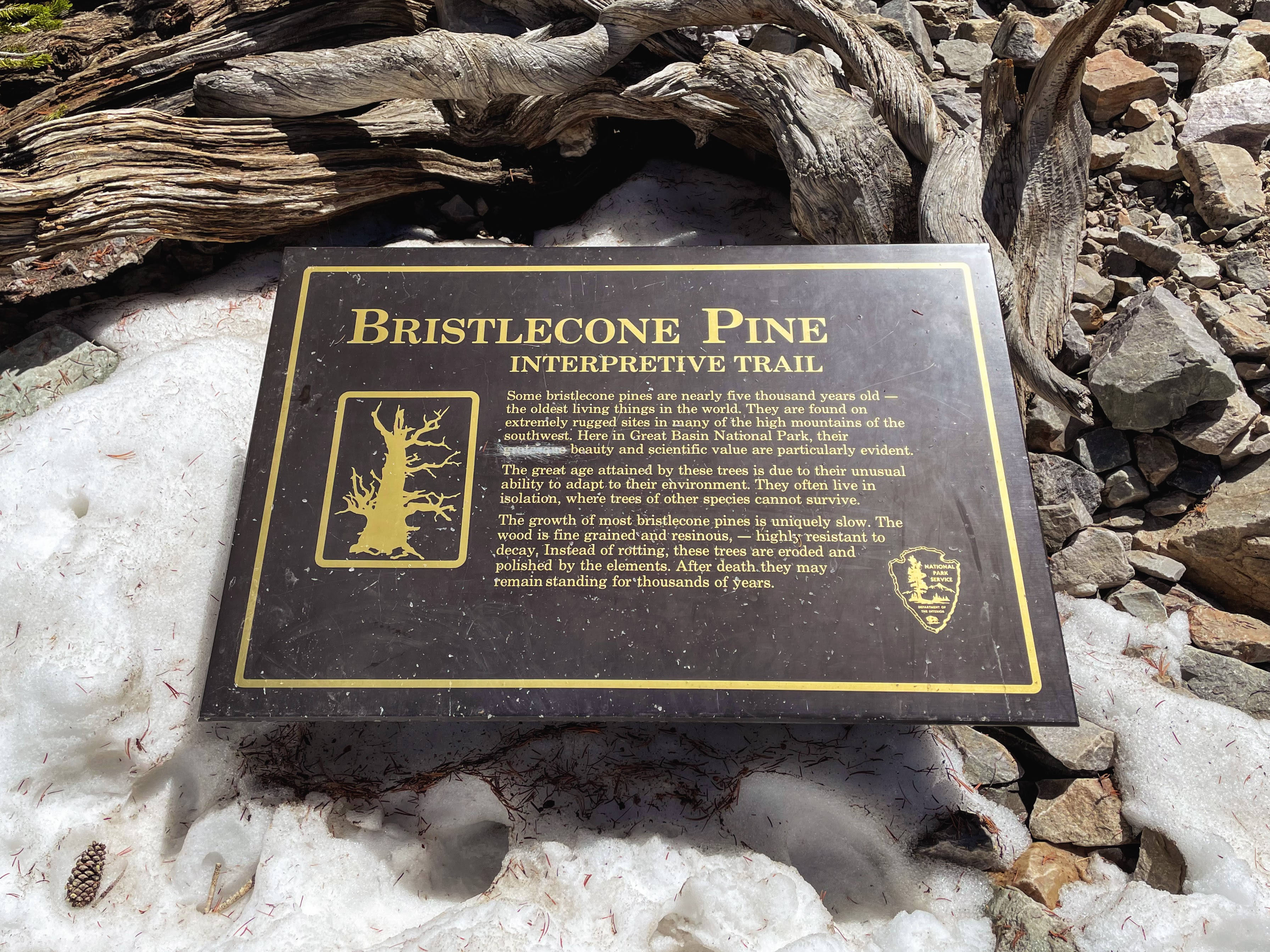 Hike the Bristlecone and Glacier Trail in Great Basin NP