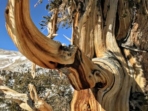 Patriarch Grove Trail