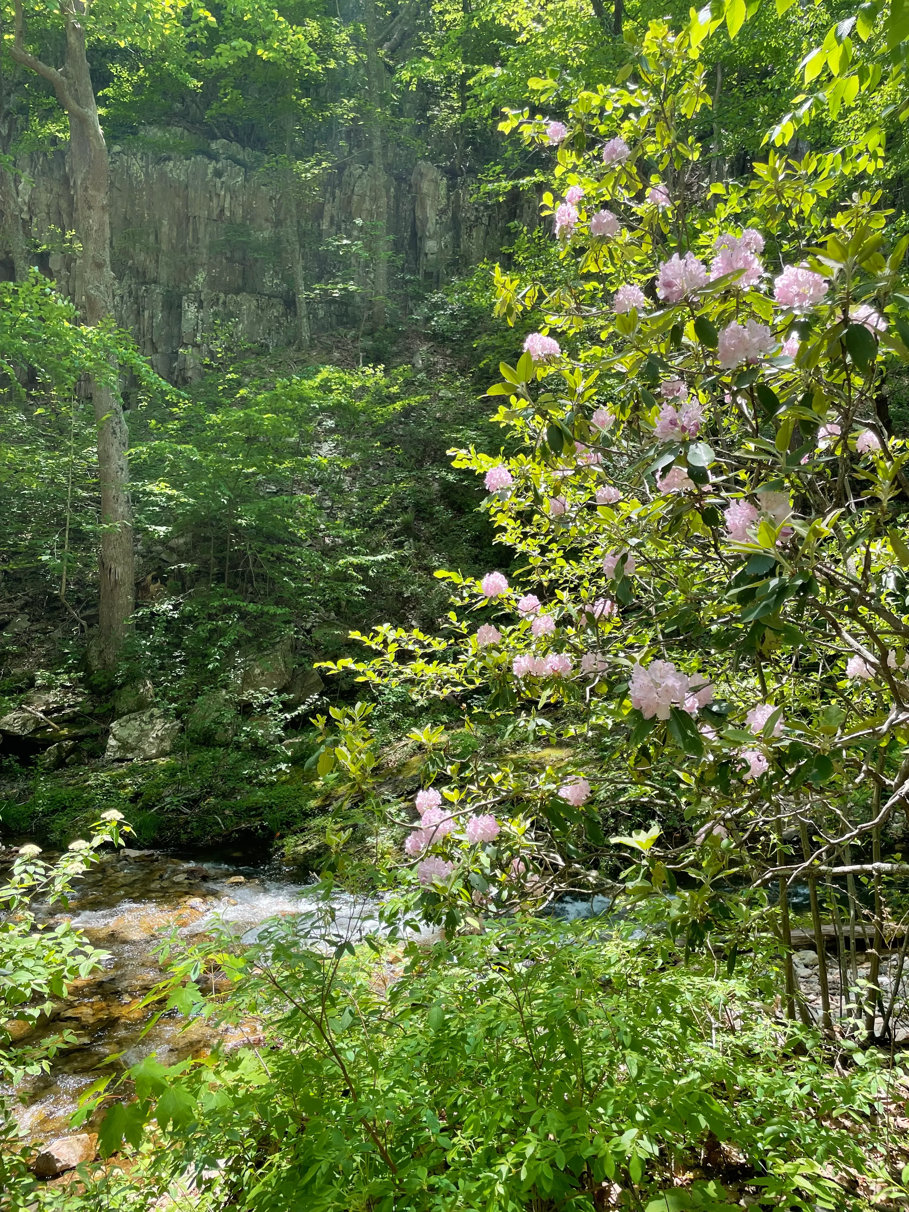 Saint Mary's Wilderness