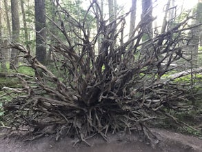 Trail of the Cedars