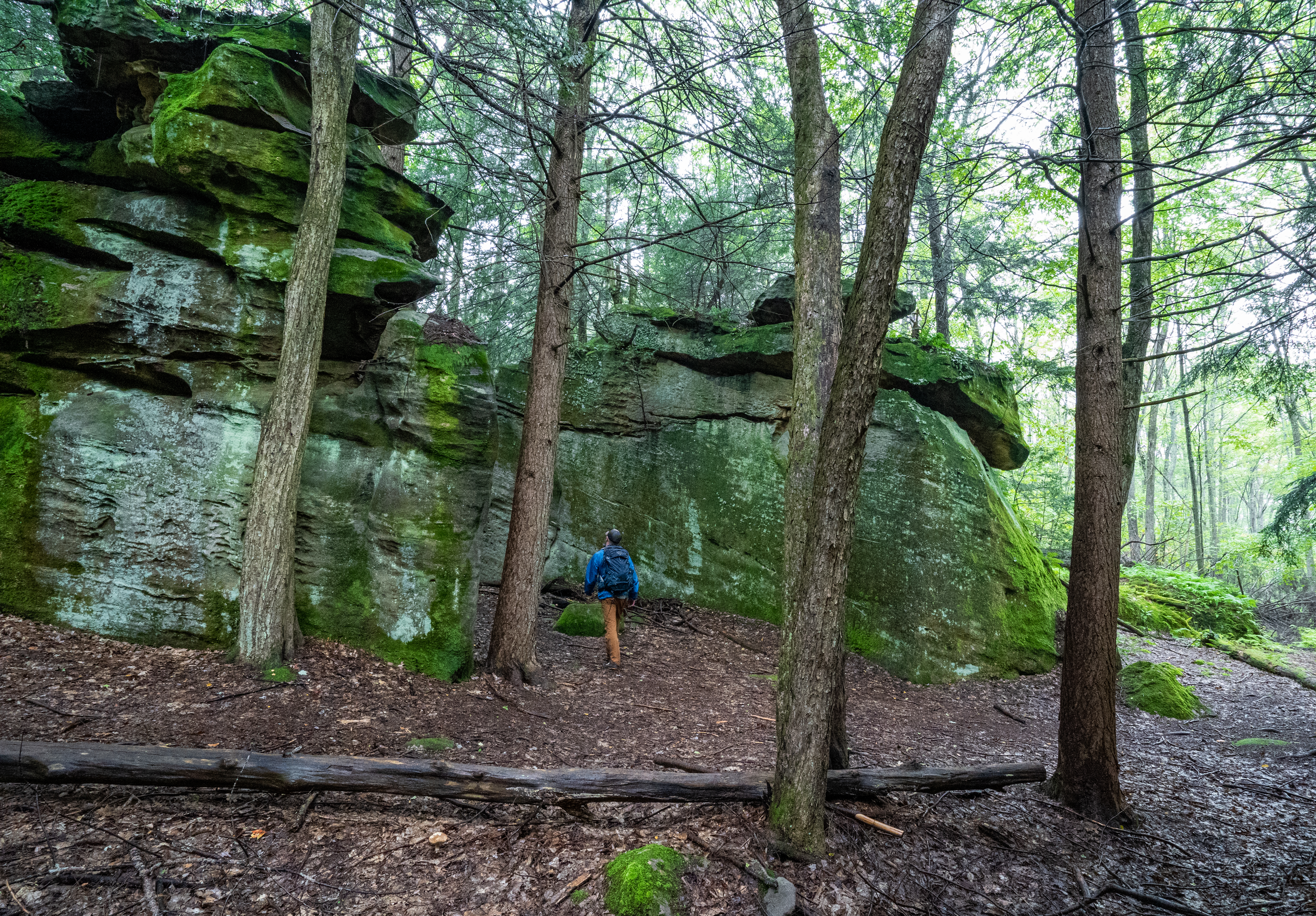 Fred Woods Trail