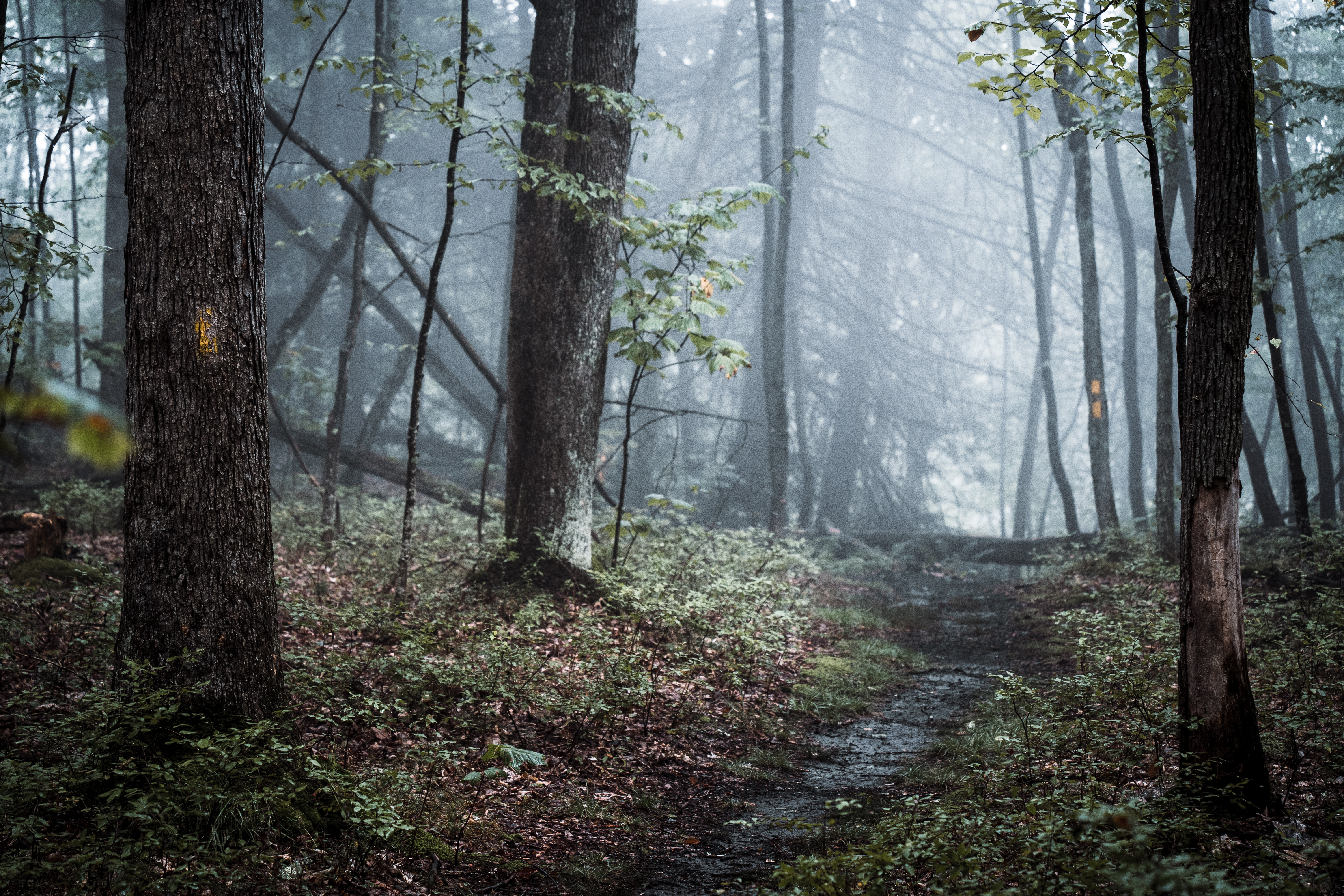 Fred Woods Trail
