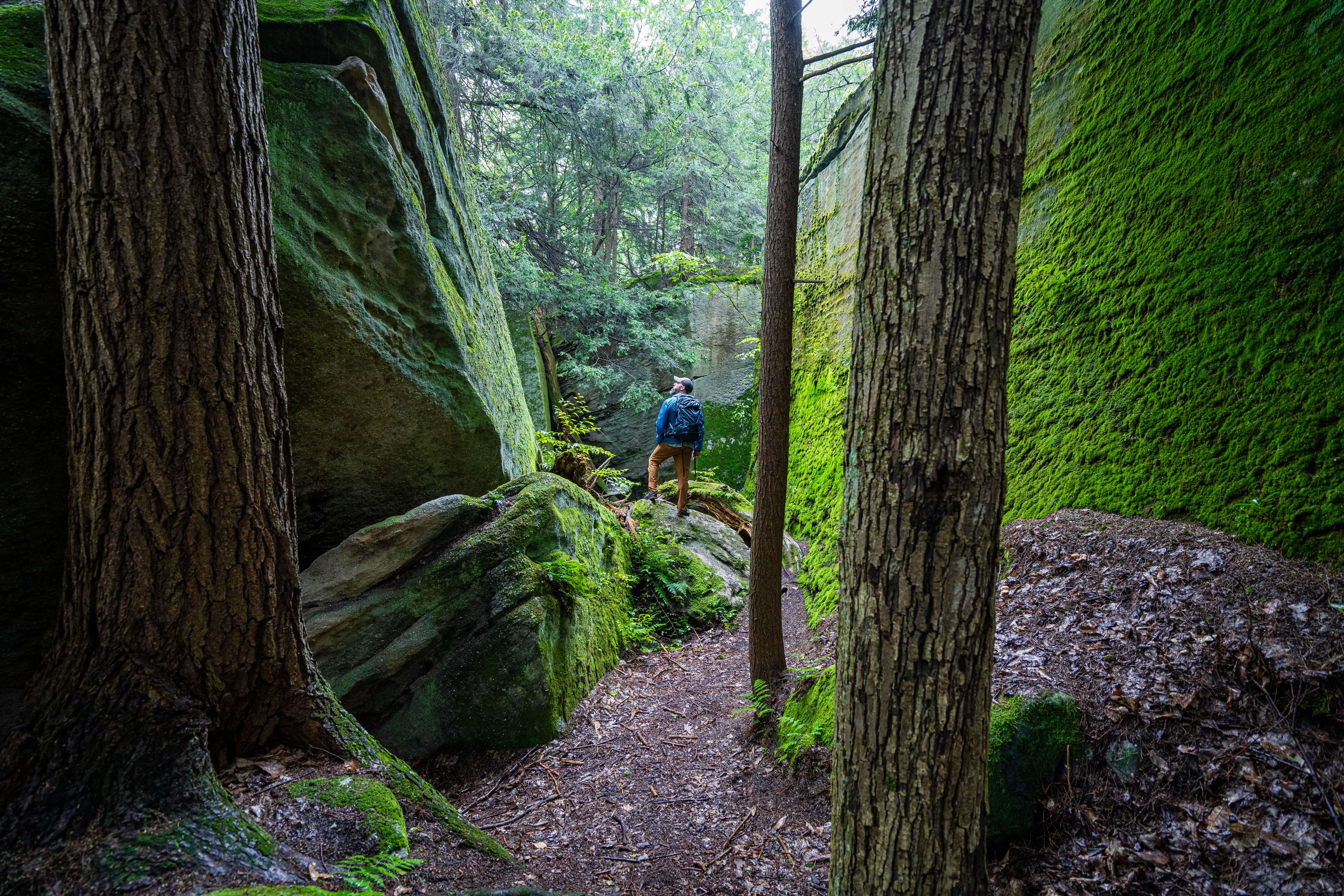 Fred Woods Trail