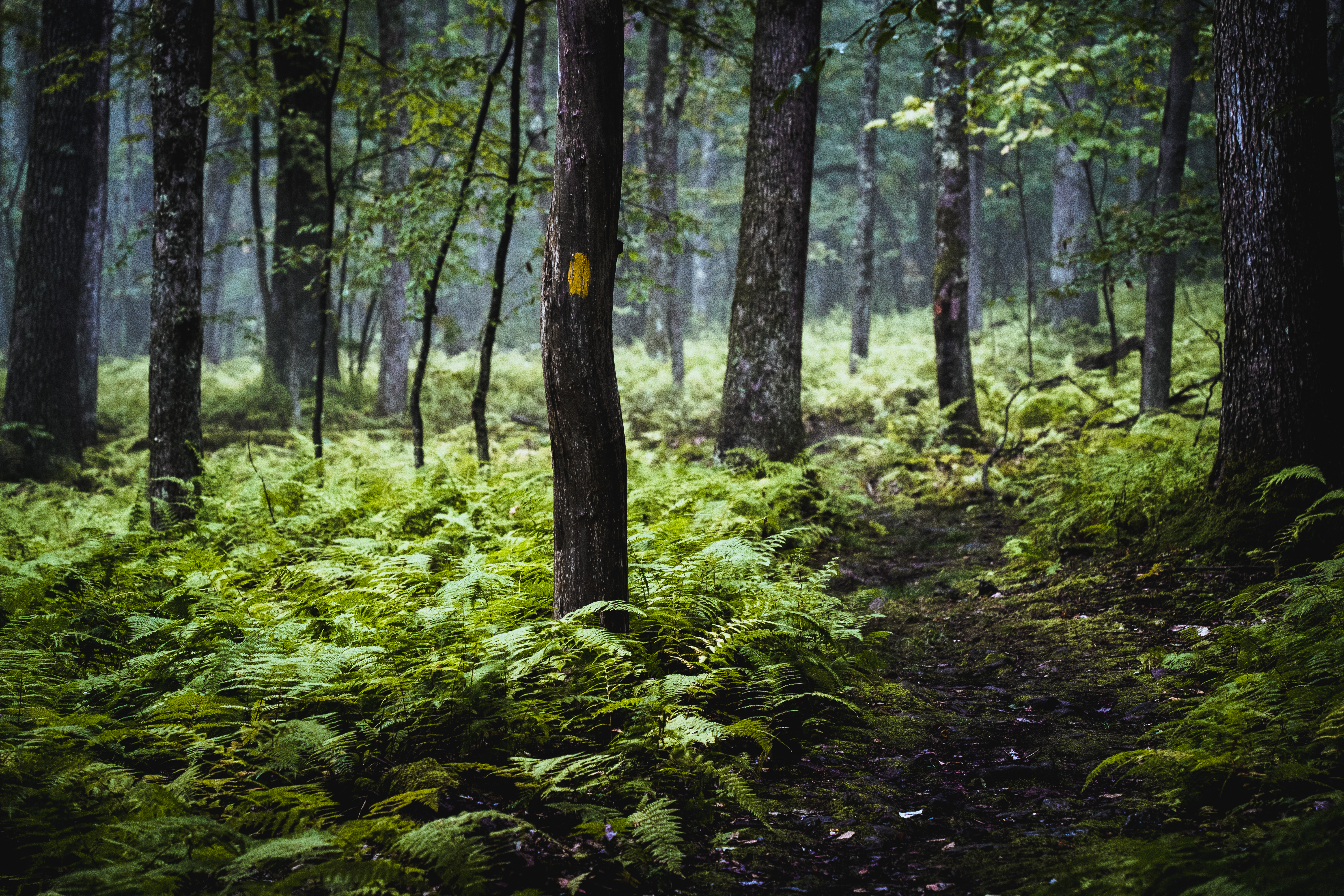 Fred Woods Trail