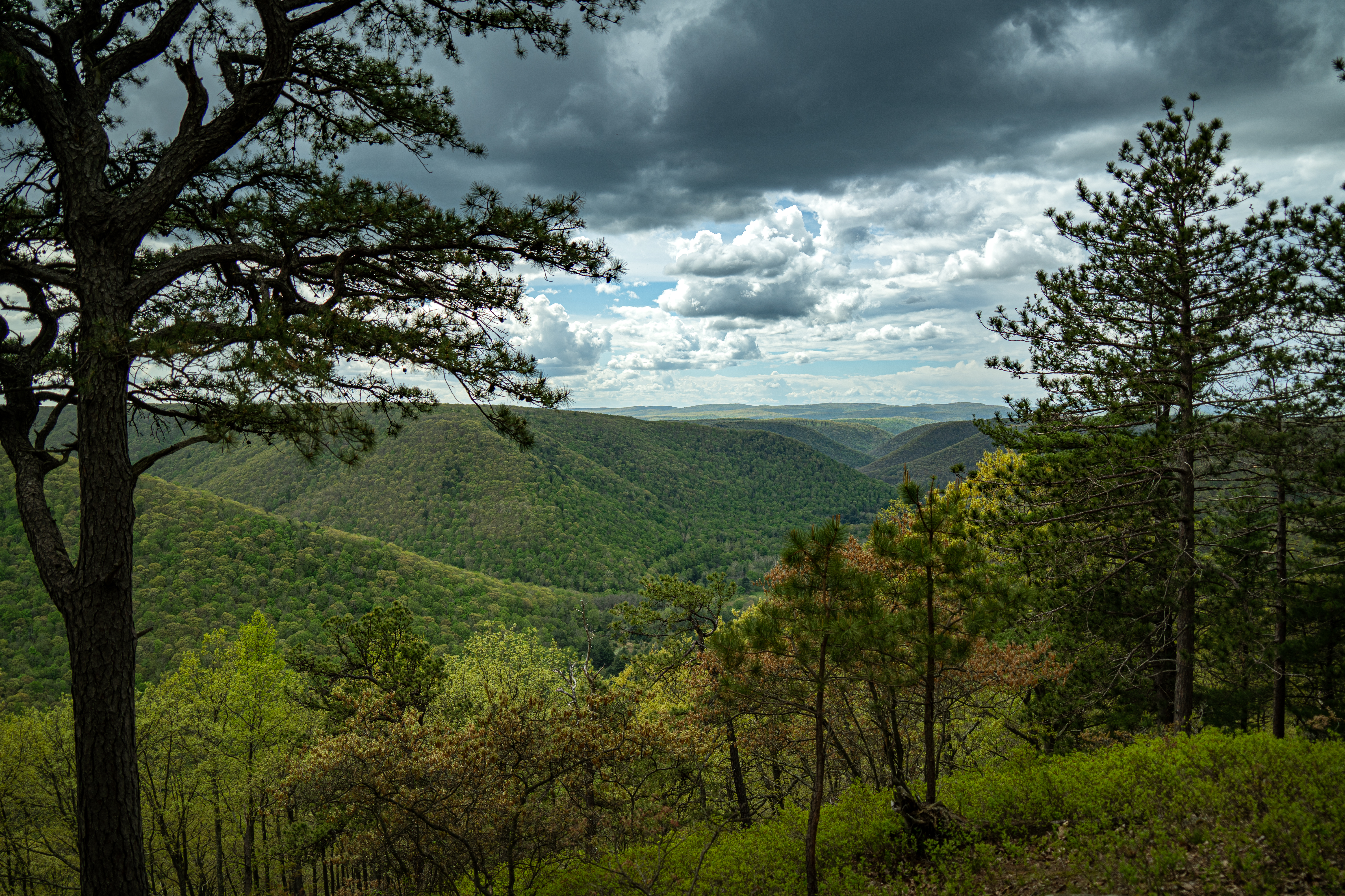 Fred Woods Trail