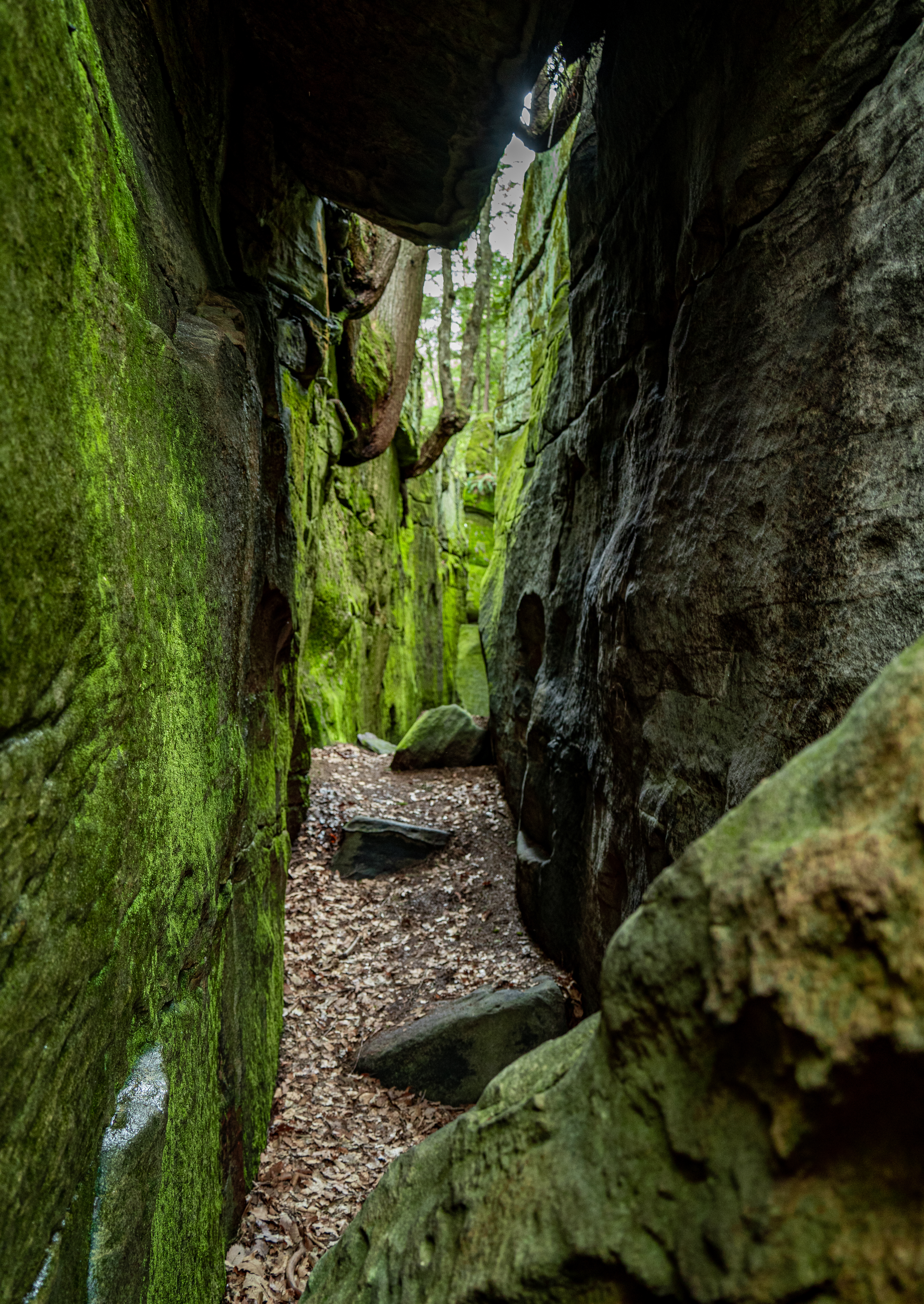 Fred Woods Trail