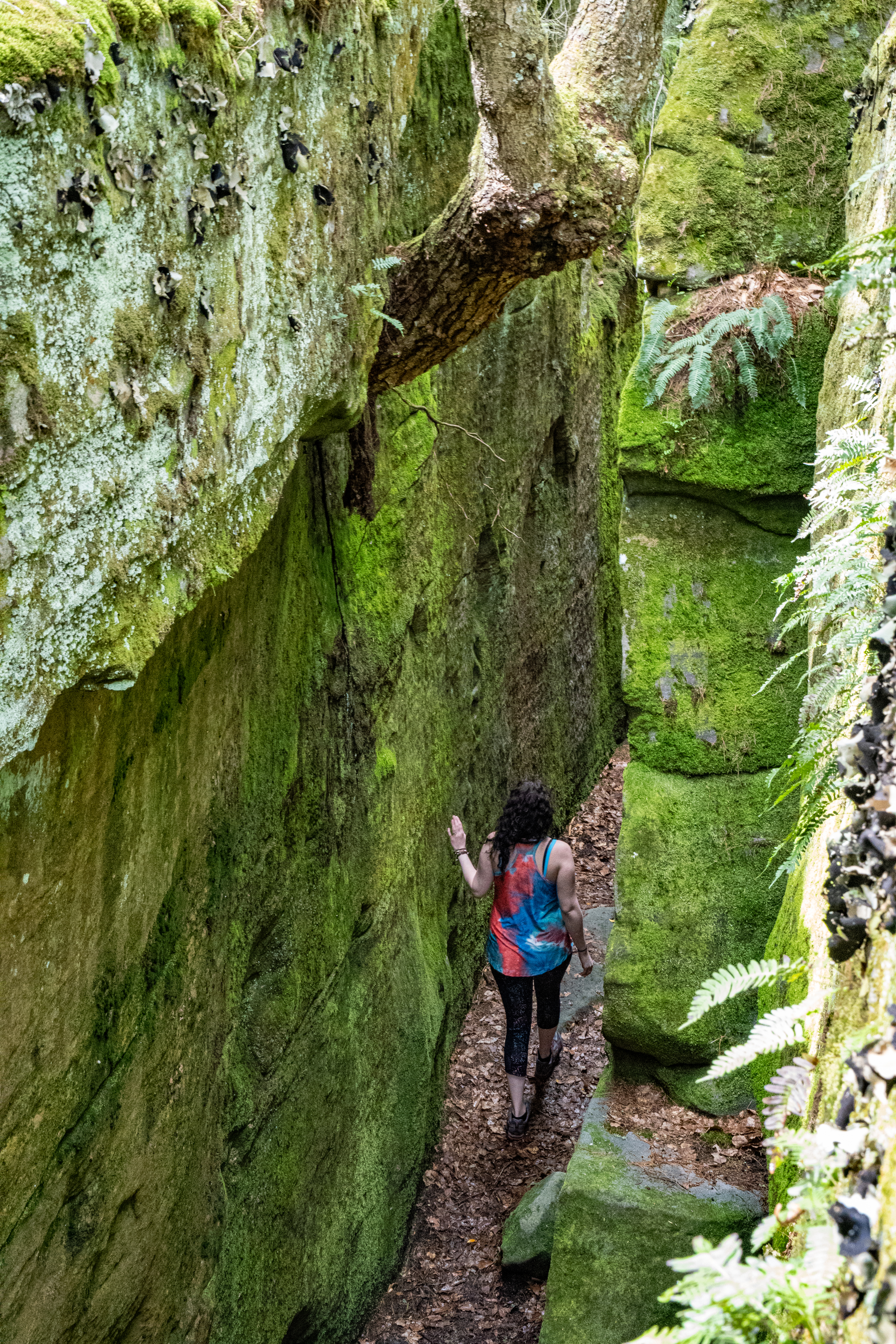 Fred Woods Trail