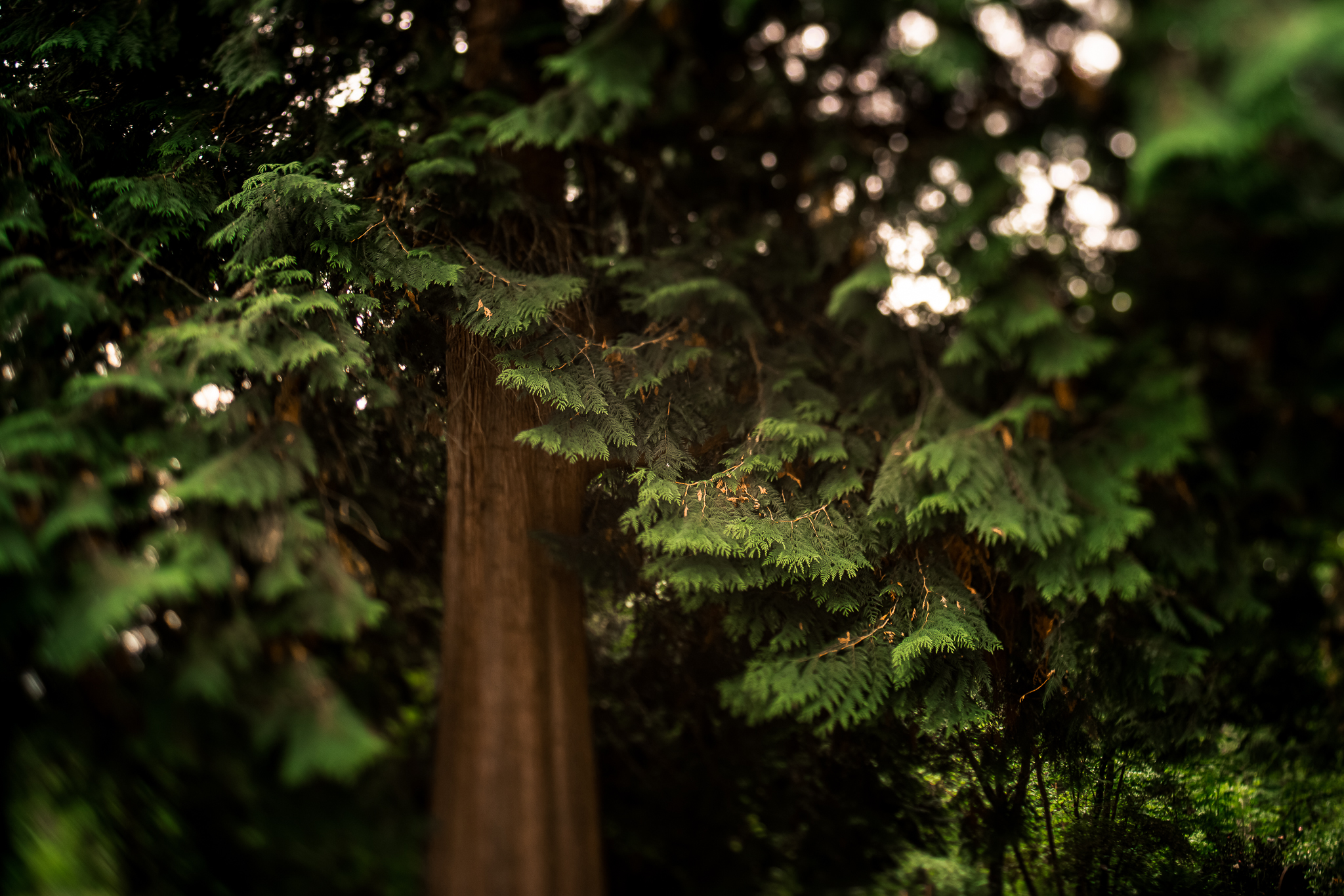 Bellevue Washington Hotels