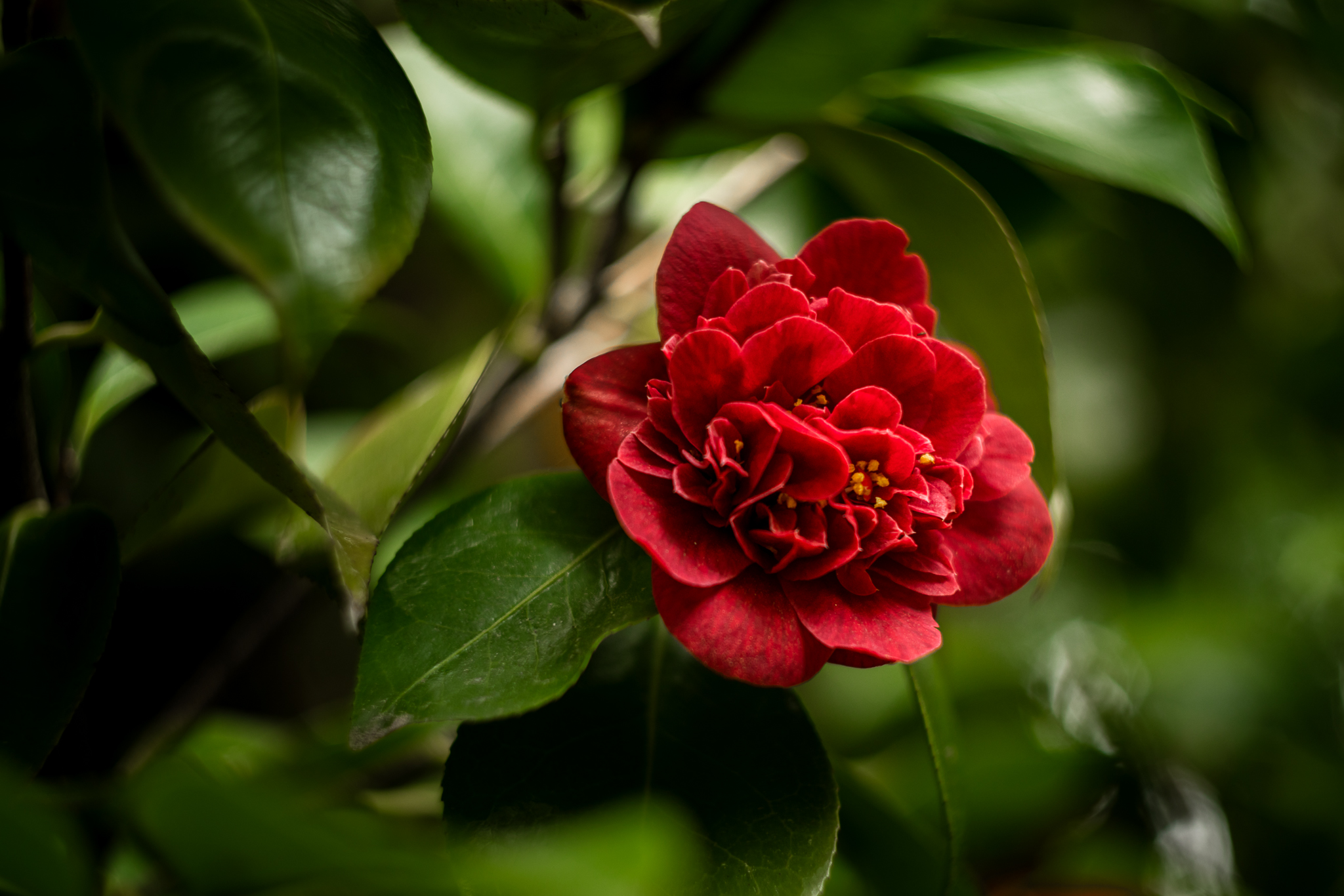 Bellevue Botanical Garden