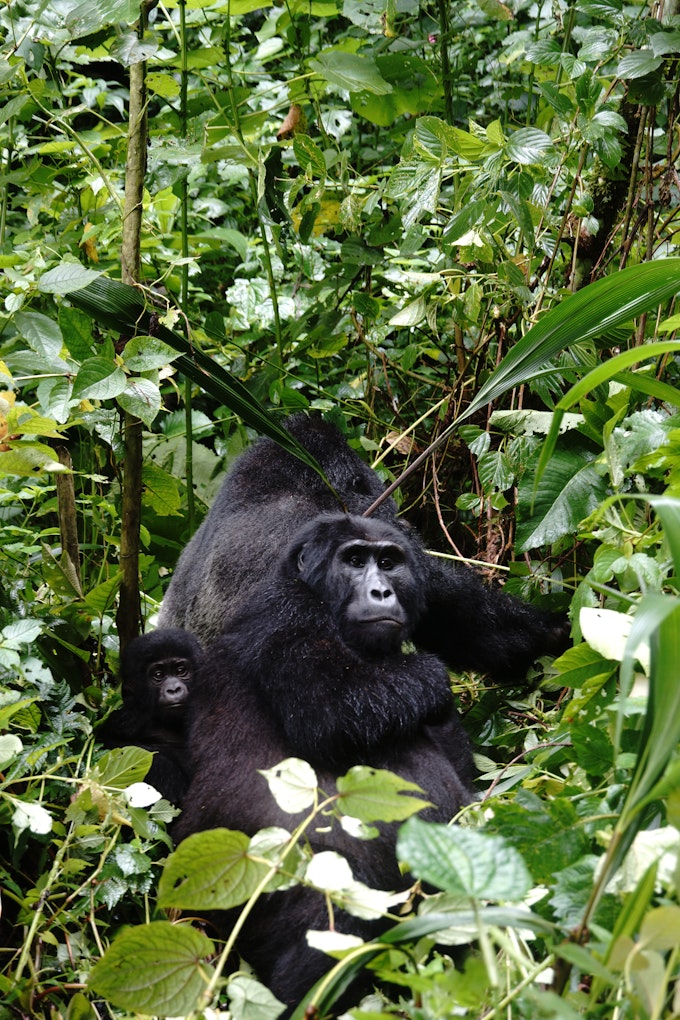 Trio of gorillas sitting in lush greenery
