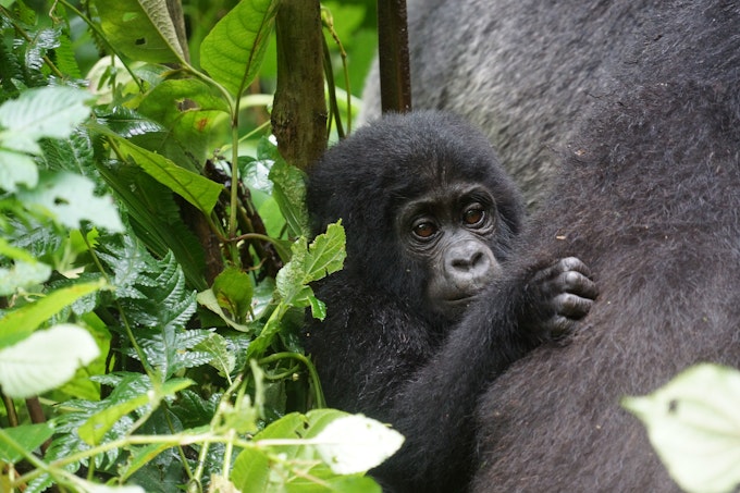 baby gorilla looking while clinging to mother's back