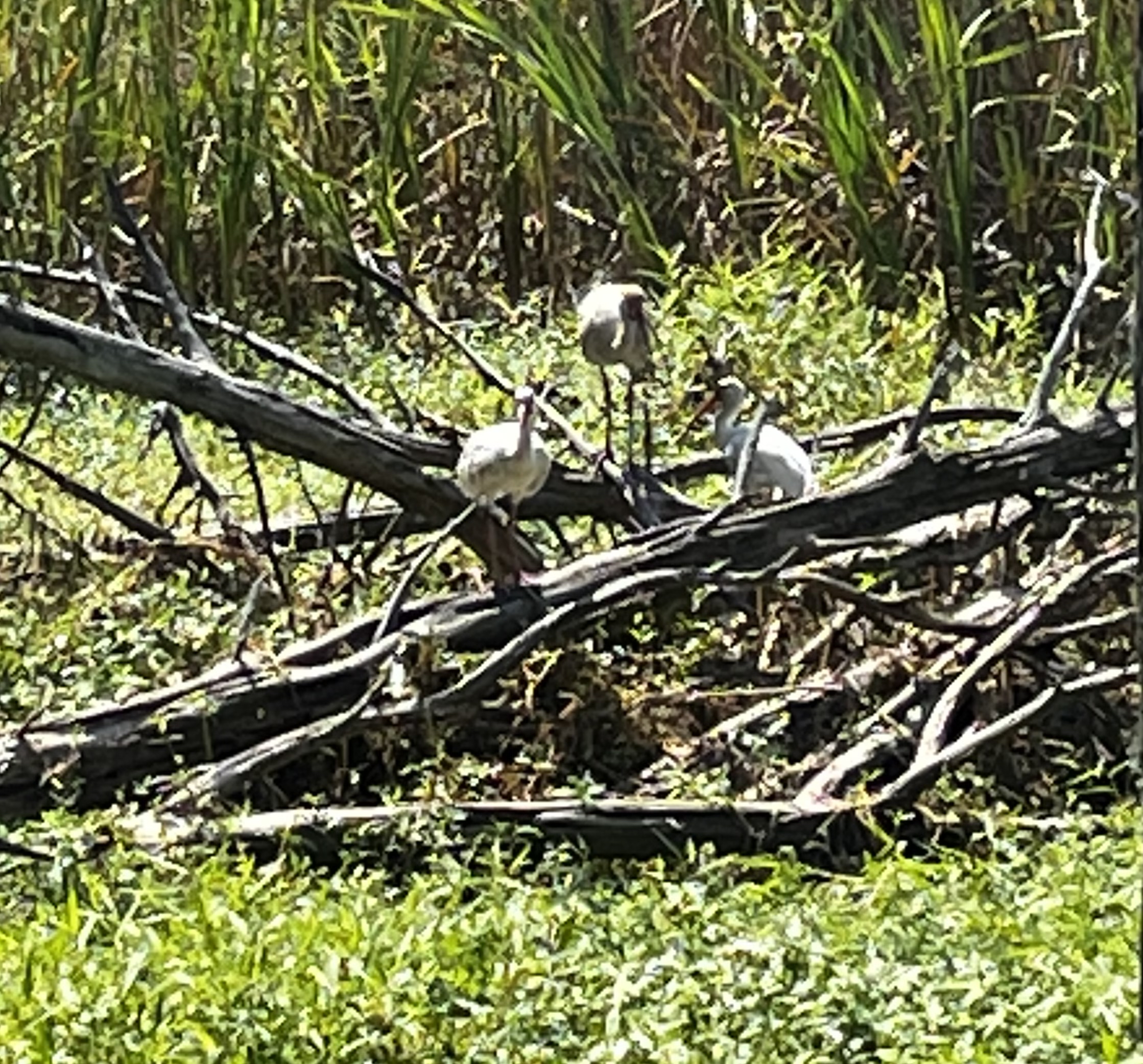Fort Macon State Park