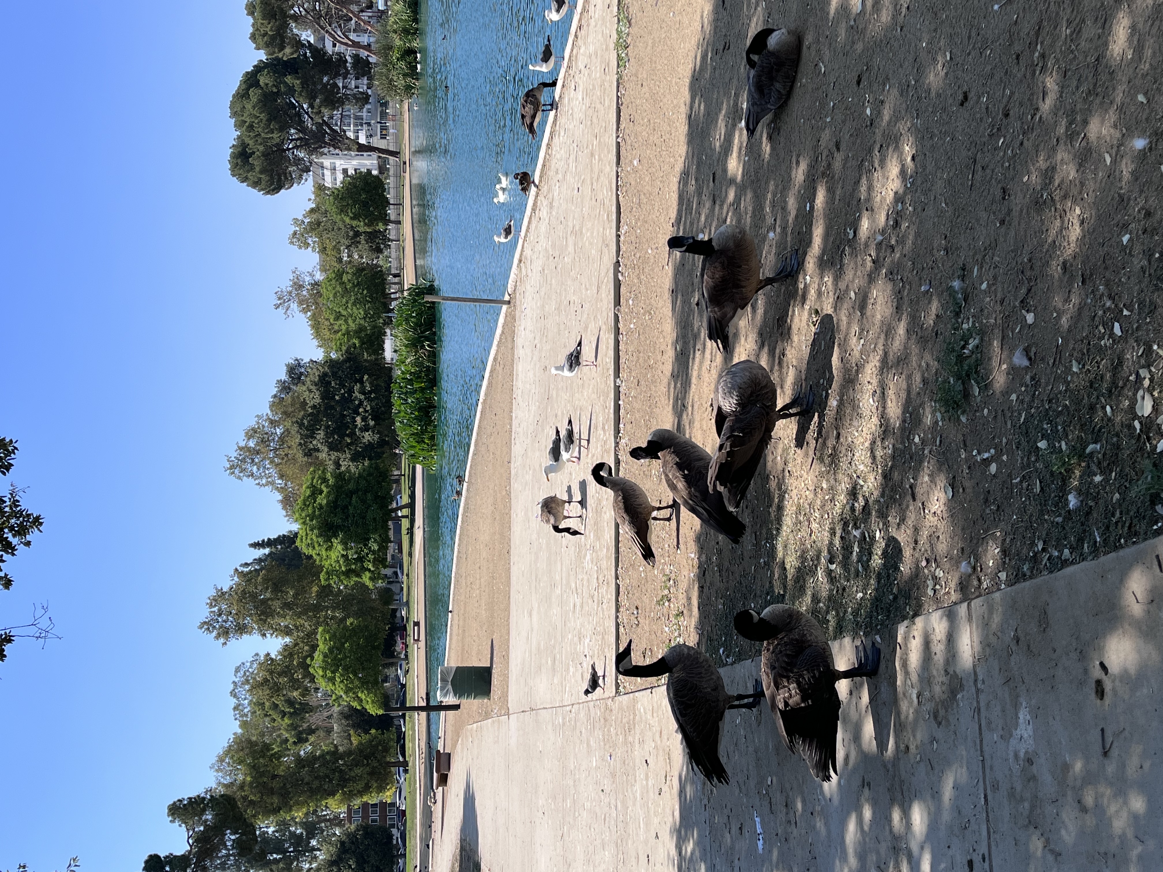 Reseda Pond Path
