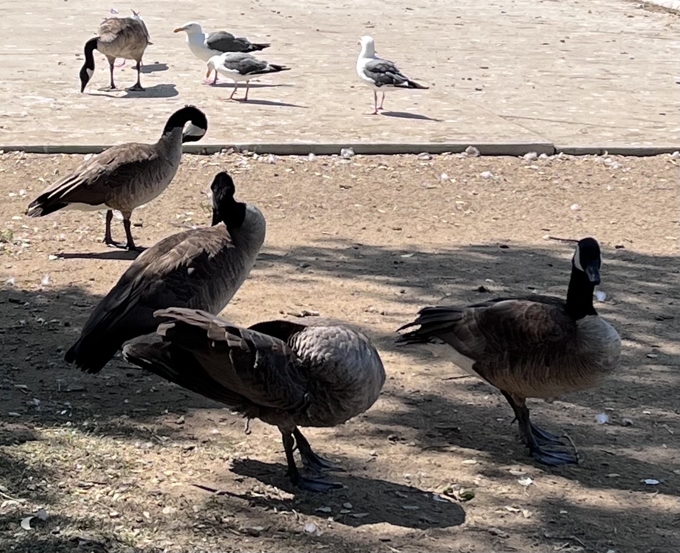 Reseda Pond Path