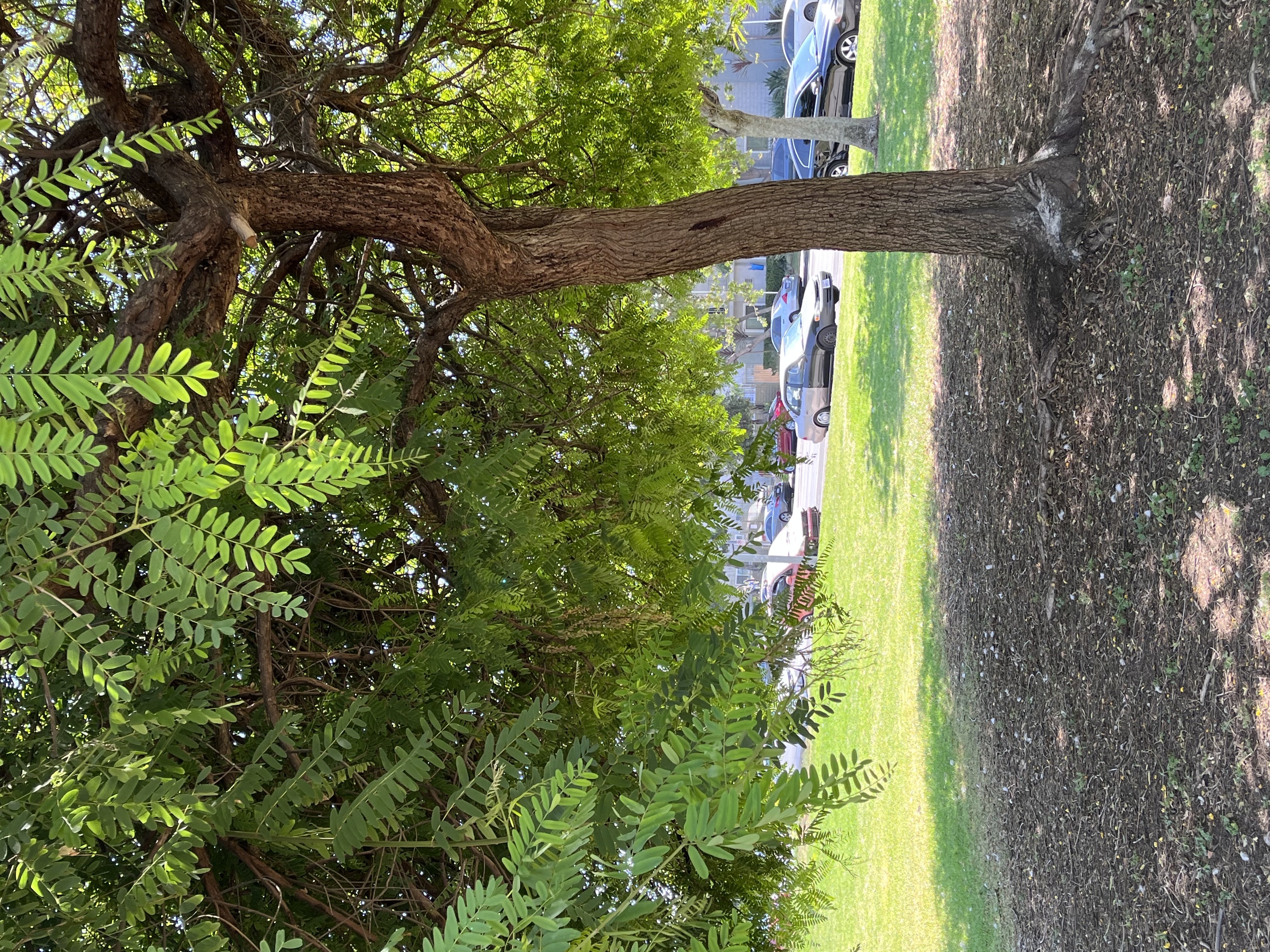 Reseda Pond Path