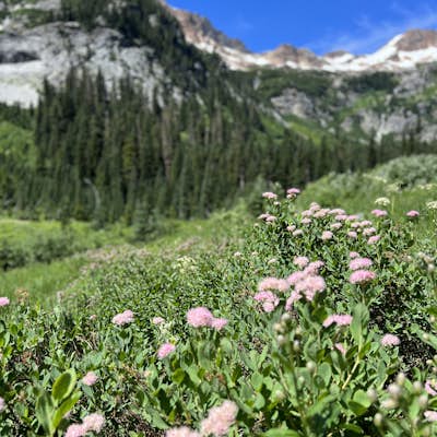 Spider Meadow Trail