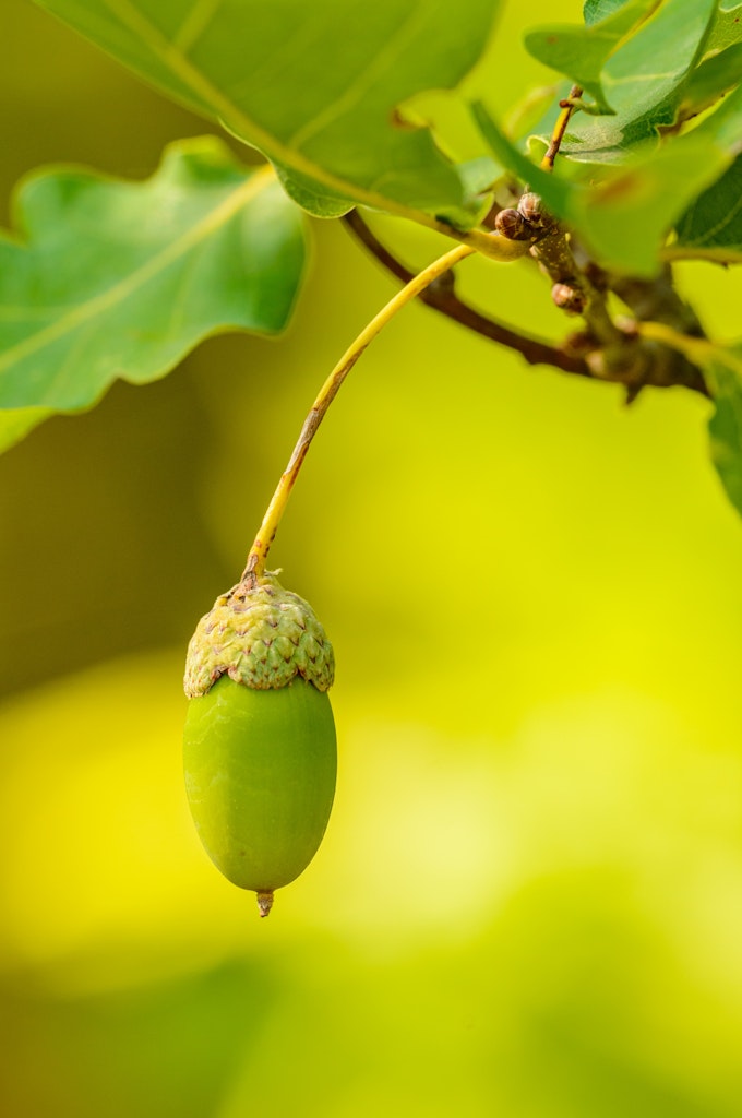 A green acorn stands out from a blurry background with some leaves at the top, just out of focus.