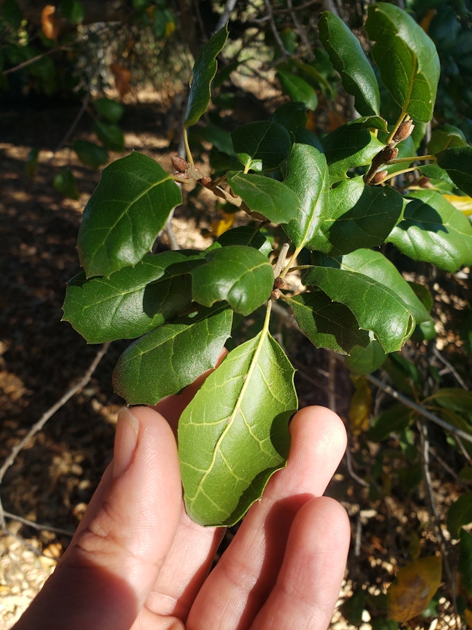 A group of Coast Live Oak leaves. They are deep green, concave, and toothed. A hand is at the bottom of the frame holding one leaf, revealing the back which is lighter in color.