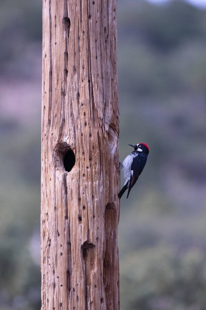 An acorn woodpecker with a white breast, black wings, and a red crown, is perched on a telephone pole that has many holes.