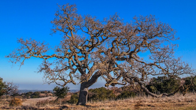 A full view of a leafless oak tree. The sky behind is very clear and blue.