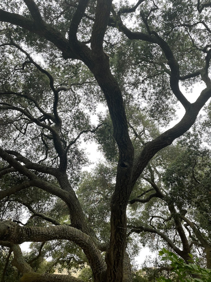 Upward view of a large oak tree. Branches extend to every part of the frame. The color is gloomy, as if it was taken on a cloudy day.