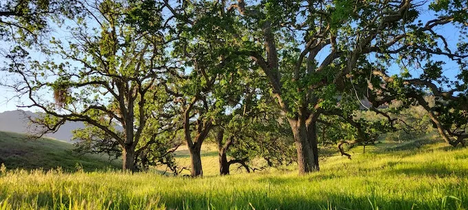 8 Things to keep in mind around Oak Trees