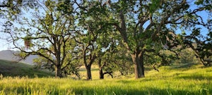 8 Things to keep in mind around Oak Trees