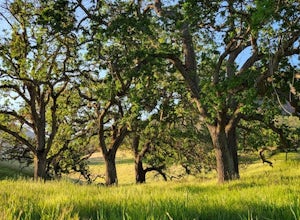 8 Things to keep in mind around Oak Trees