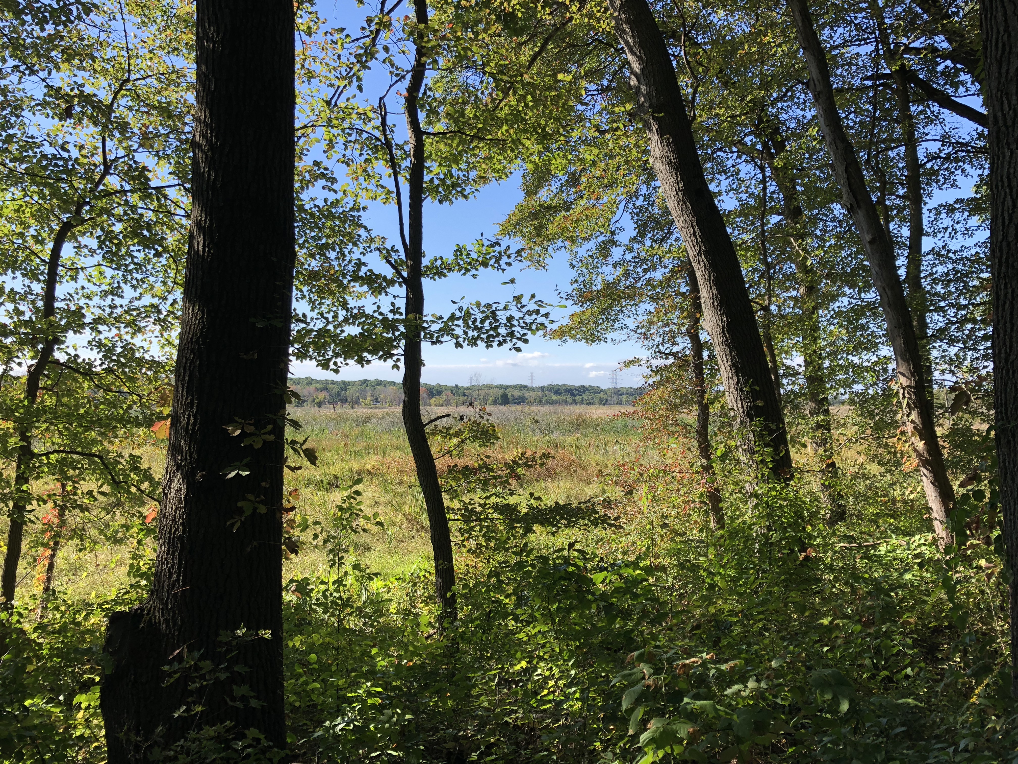 Hike the Cowles Bog Trail, Indiana Dunes National Lakeshore
