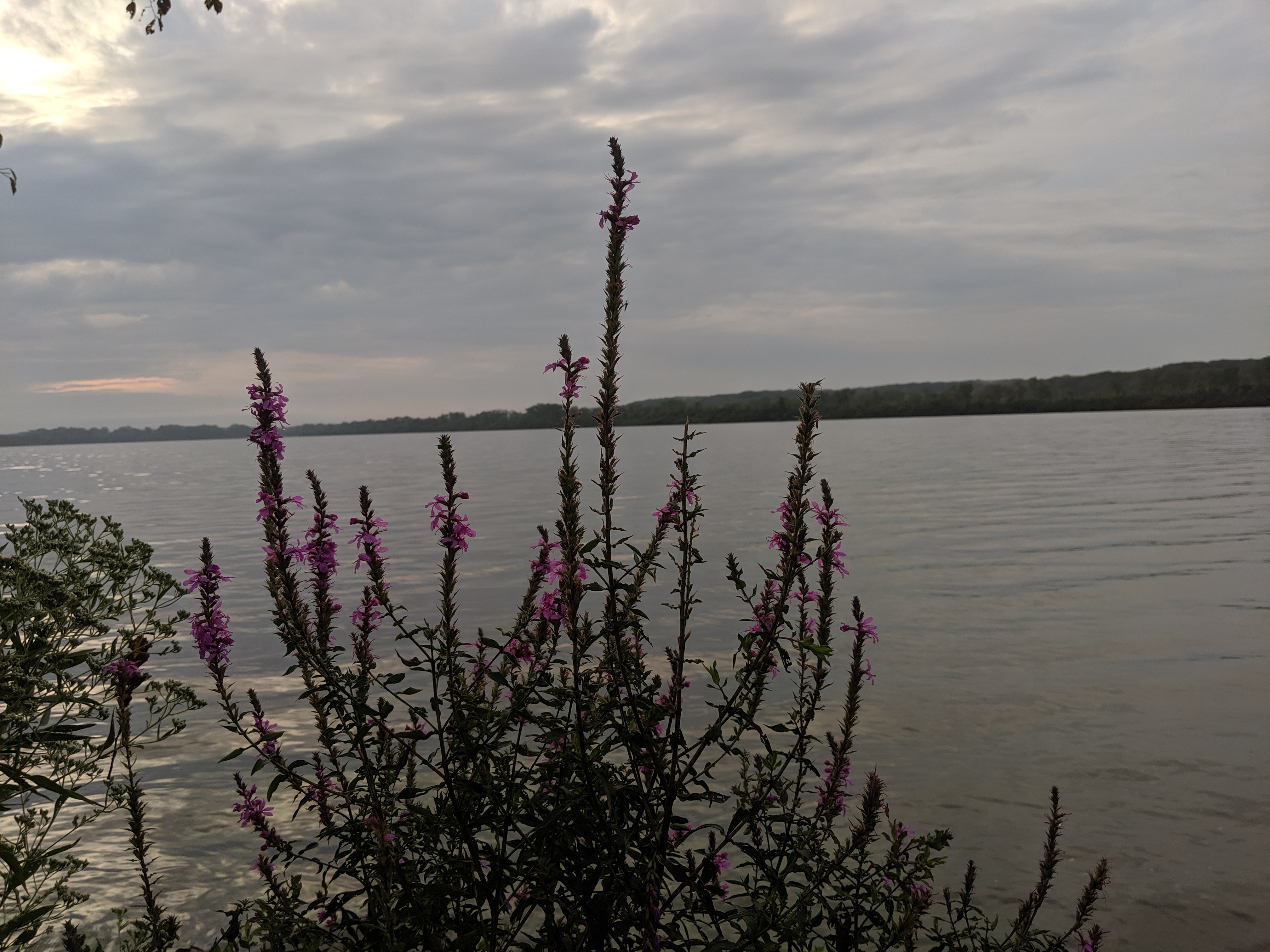 Saganashkee Slough