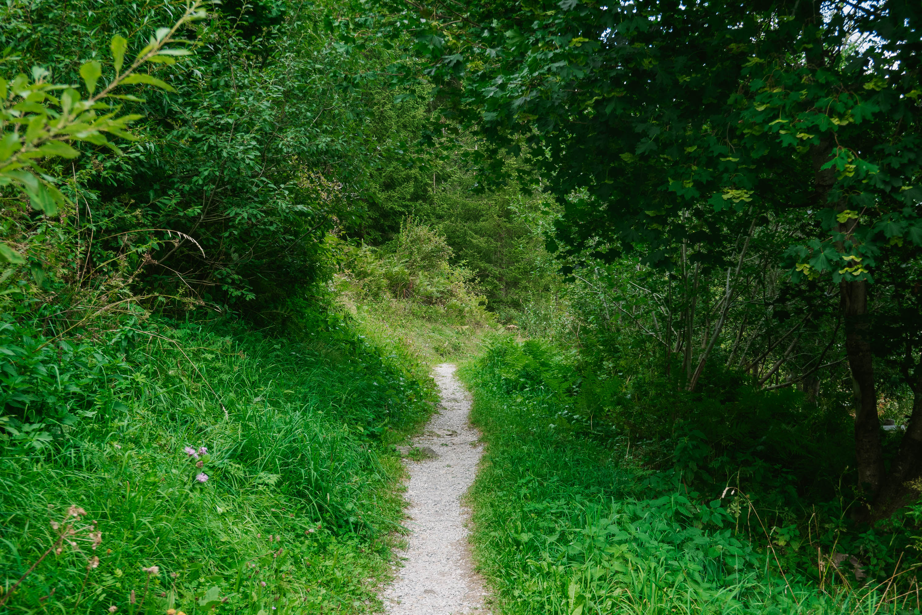 Arlenweg Loop