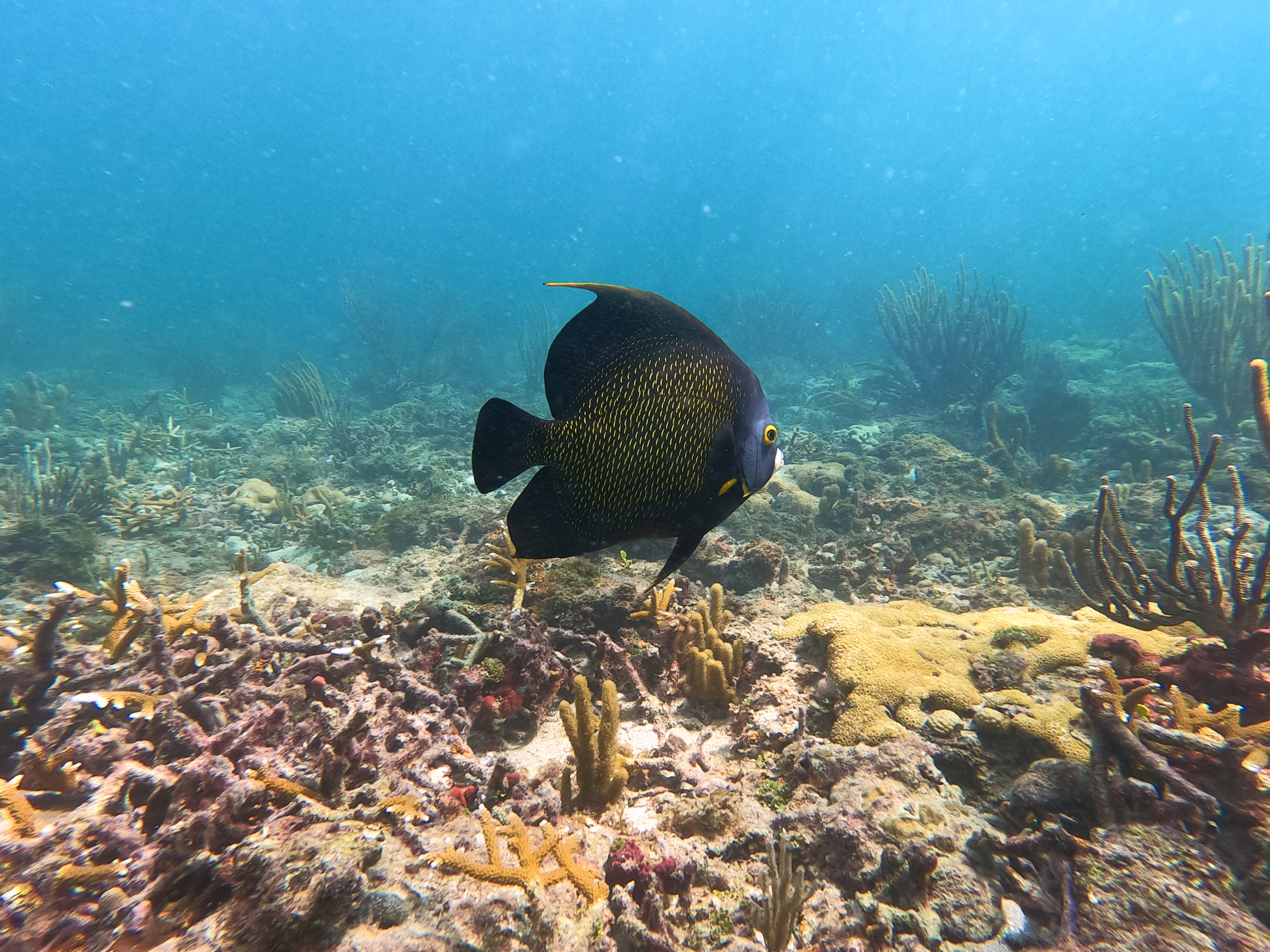 Shore Dive Vista Park Reef 