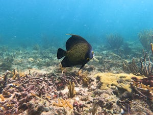 Shore Dive Vista Park Reef 