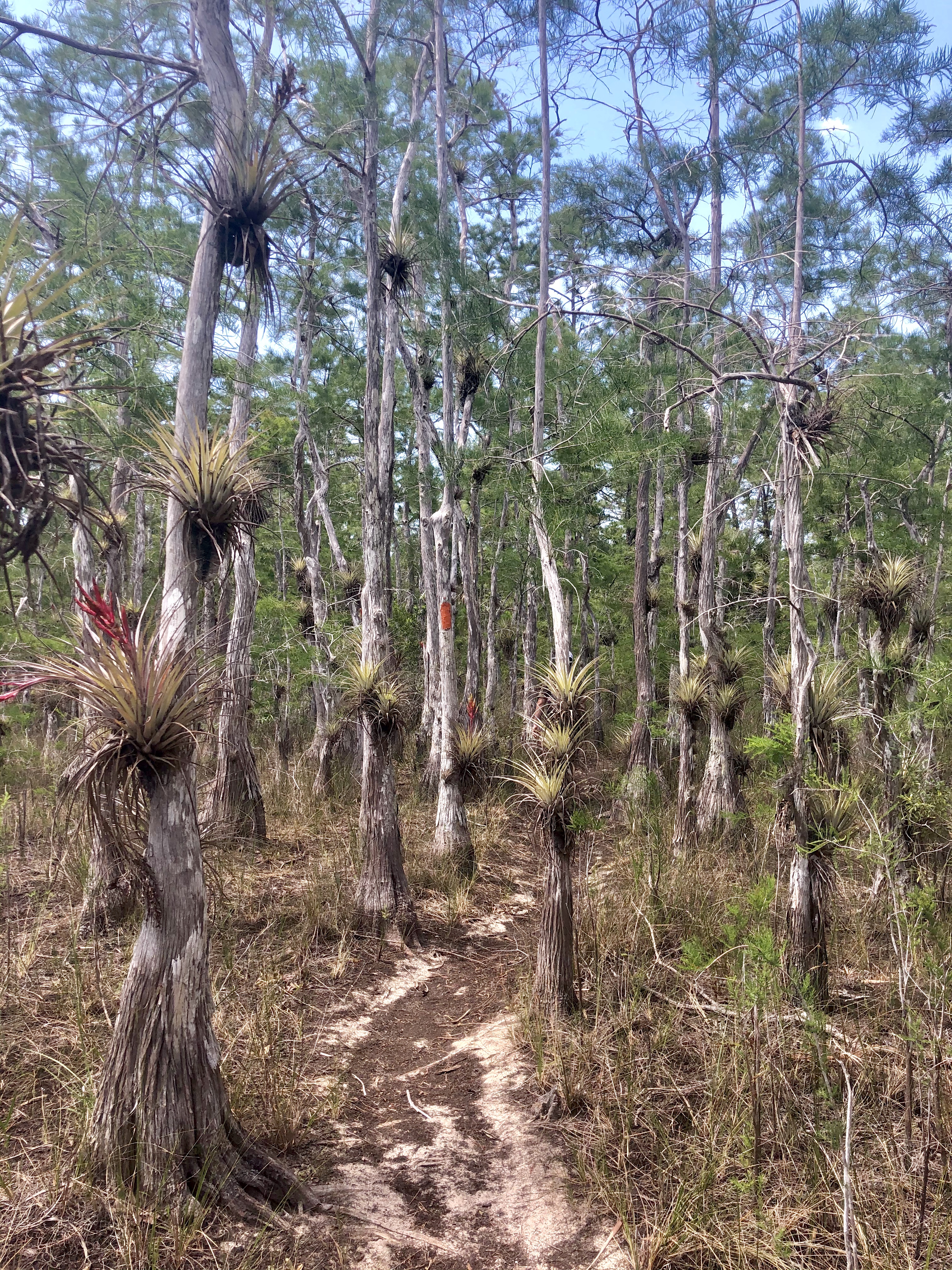 Dupuis Reserve State Forest Trail