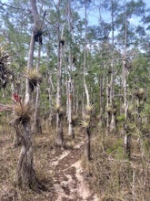 Dupuis Reserve State Forest Trail