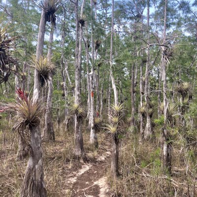 Dupuis Reserve State Forest Trail