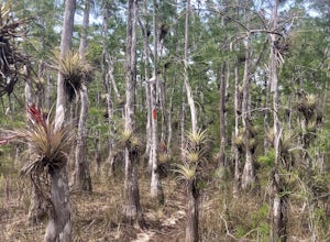 Dupuis Reserve State Forest Trail