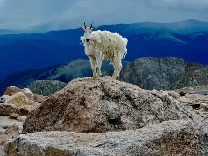 Watch the Sunset from Mt Evans Road