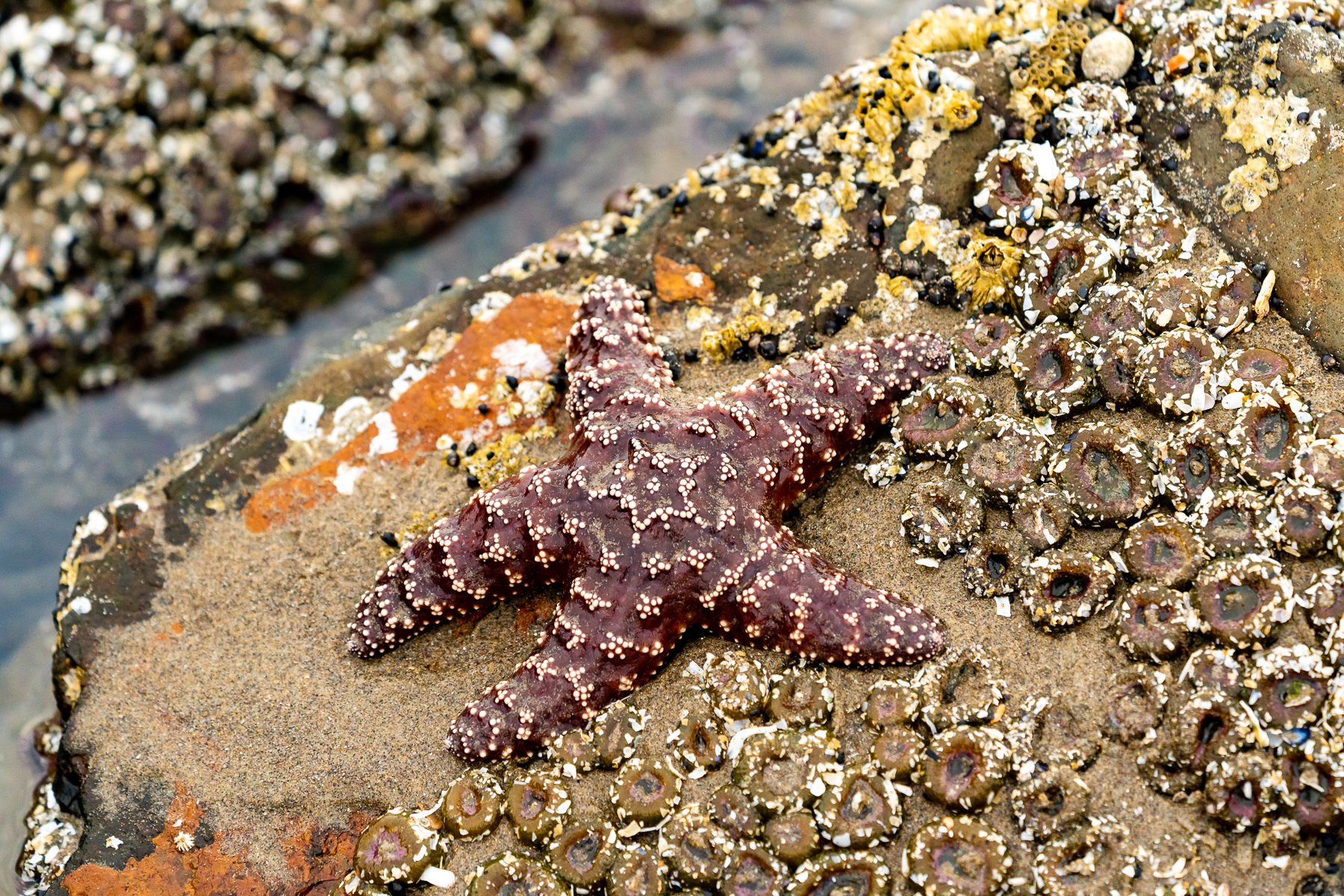 Cannon Beach 