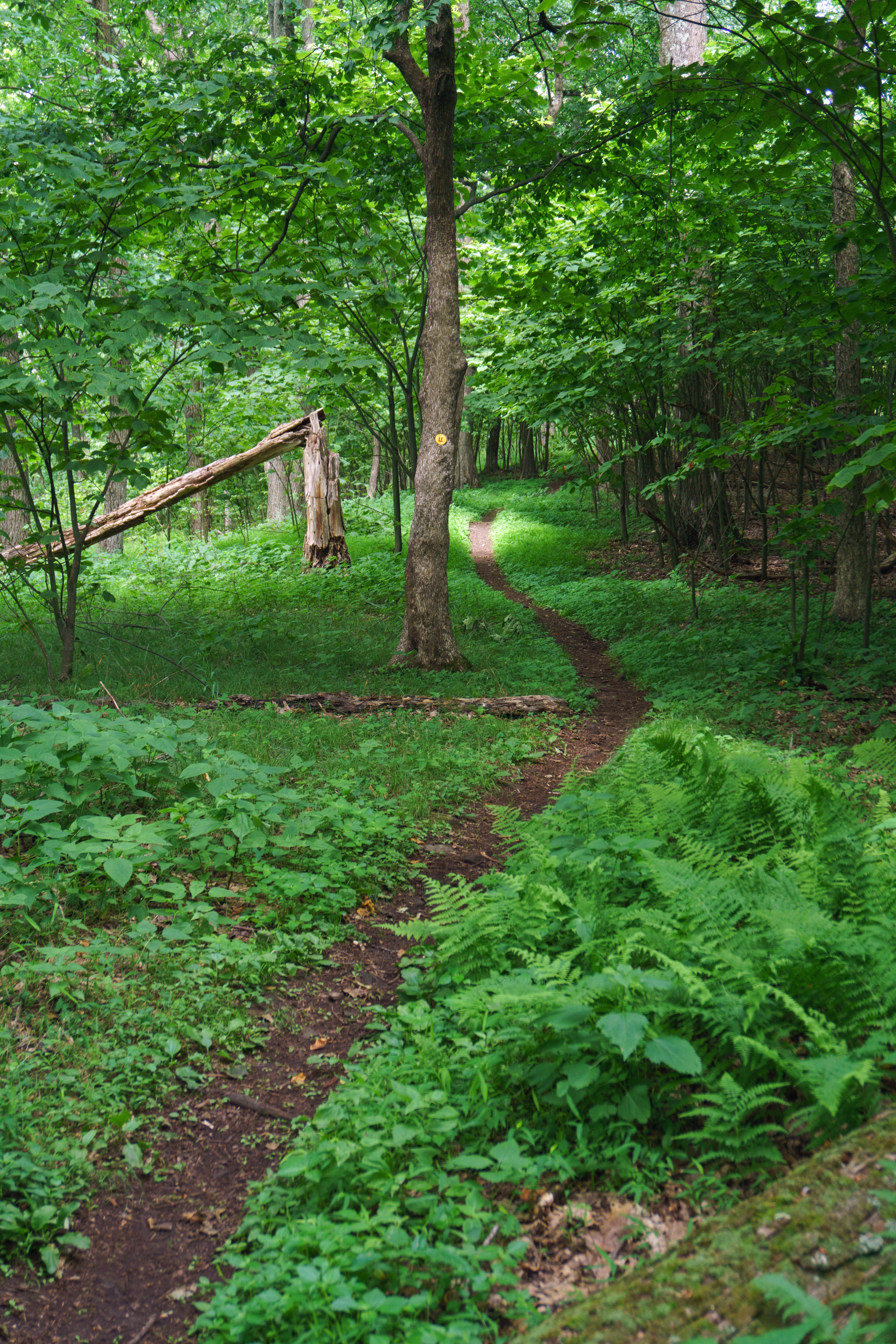 Hike Smith's Knob Hike via the Loyalsock Trail